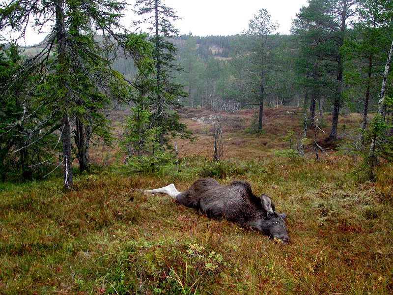 2004 kalv 46kg Nonsh_1.jpg - Odd felte en kalv i samme følget som oksen Kåre felte